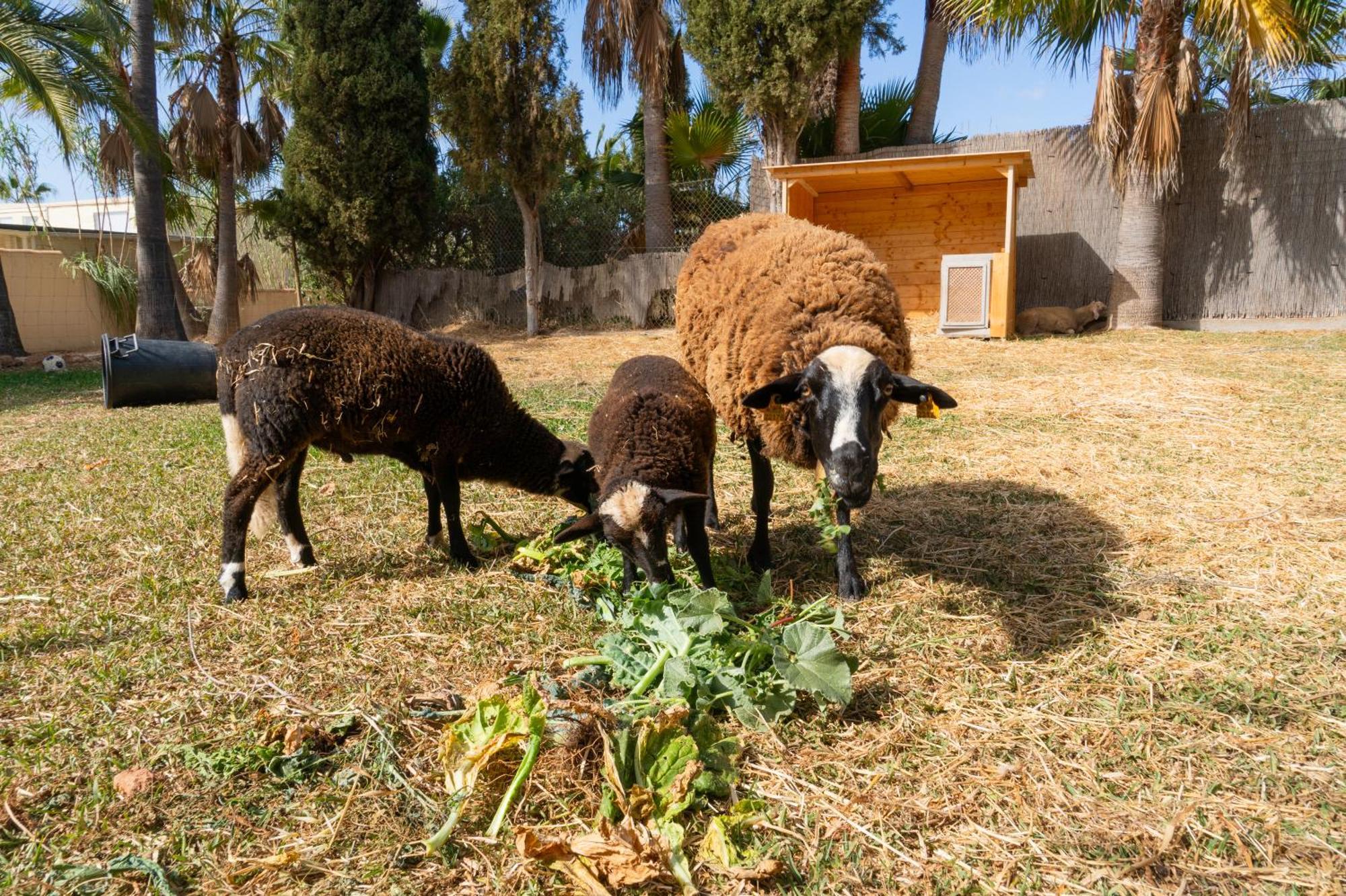 Finca Amapola - Agrotourismus Campos  Luaran gambar